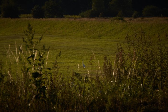 WhiteHeron