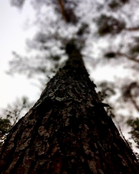 TreeWouldYouDanceWithMe%20NEW TreeWouldYouDanceWithMe%20NEW